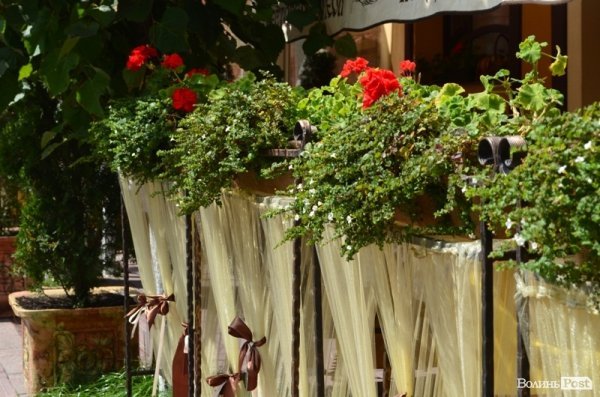 Місто, яке я люблю. Квіти Луцька