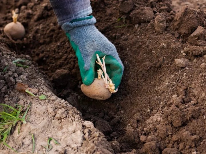 Садіння картоплі: що покласти в лунку для великого врожаю — поради та добрива