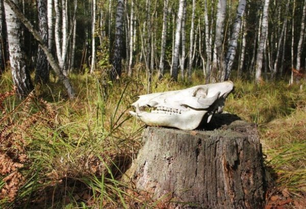 Цуманська пуща: неймовірні фото чарівного лісу