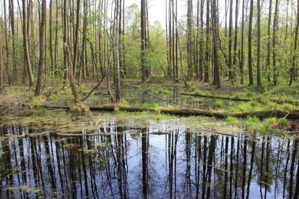 Цуманська пуща: неймовірні фото чарівного лісу