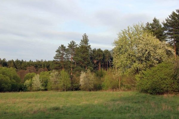 Цуманська пуща: неймовірні фото чарівного лісу