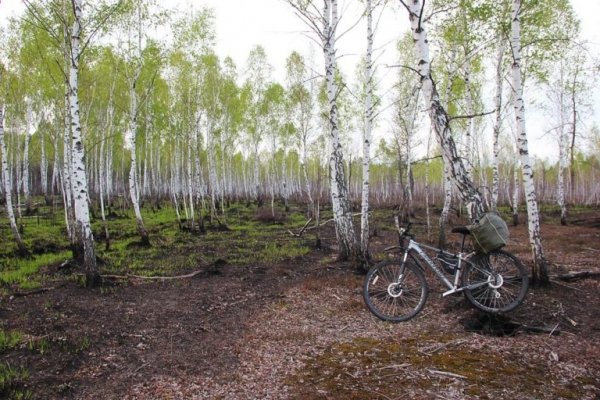 Цуманська пуща: неймовірні фото чарівного лісу