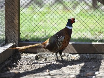 «У мисливстві, як і в усій лісовій галузі, не буває швидкого повернення вкладень»,  – головний лісівник Волині