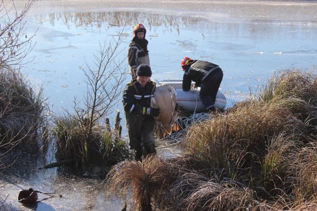 На Рівненщині від холоду загинули лебеді. ФОТО