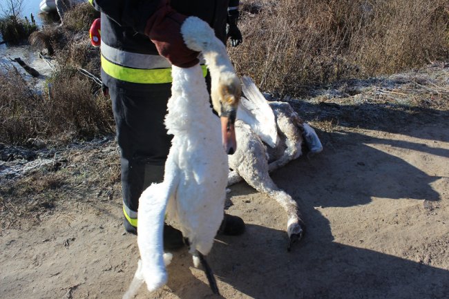 На Рівненщині від холоду загинули лебеді. ФОТО