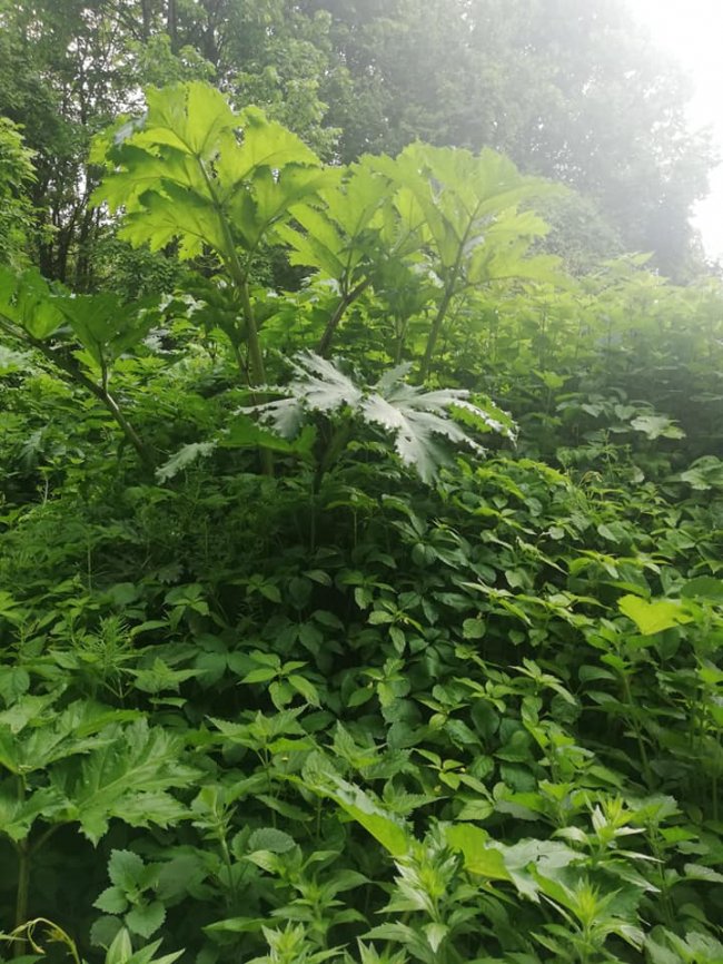 Поблизу луцької школи – чагарники борщівника. ФОТО