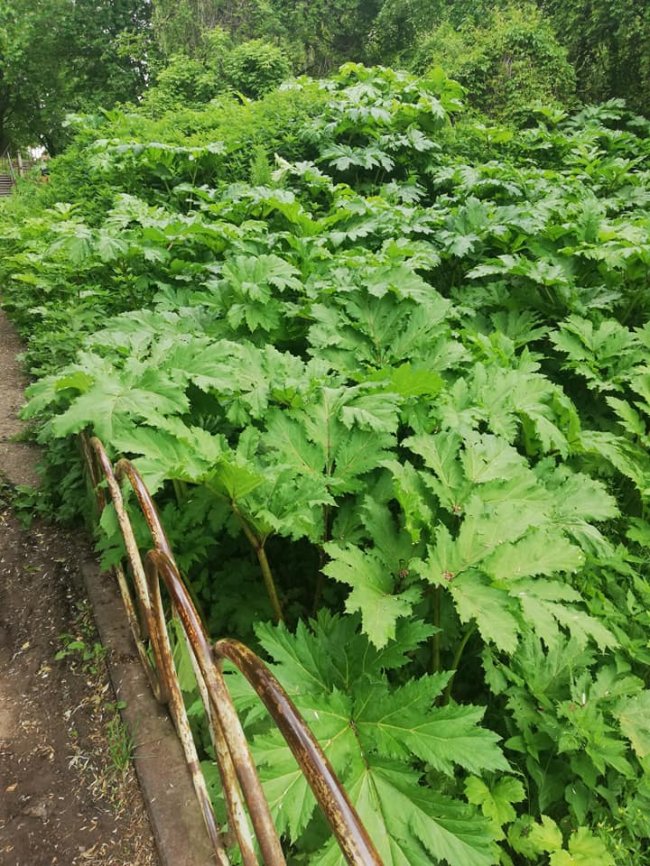 Поблизу луцької школи – чагарники борщівника. ФОТО