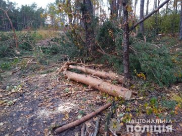 Волинянину, який незаконно зрізав у лісі 25 сосен, «світить» тюрма
