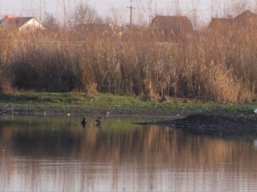 Жителі Прилуцького скаржаться на обміління місцевих ставків. ВІДЕО