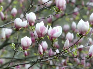 До +17 градусів: в Україну повертається потепління