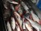 Виробники риби з Волині передали 150 кг товстолоба на потреби ЗСУ. ФОТО