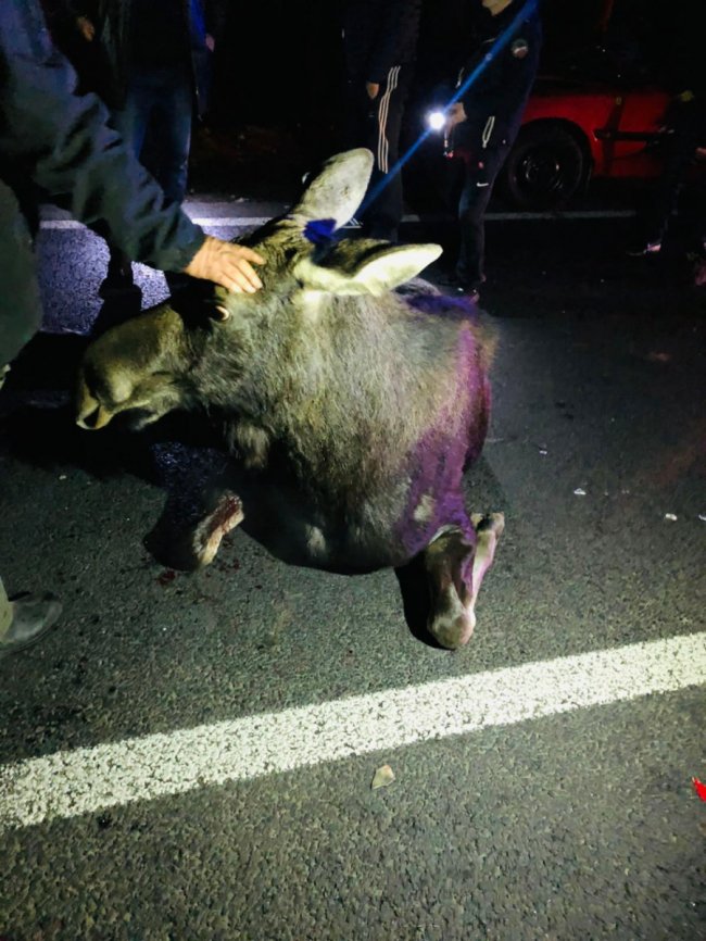 На Волині автівка збила лося: водія госпіталізували. ФОТО 18+