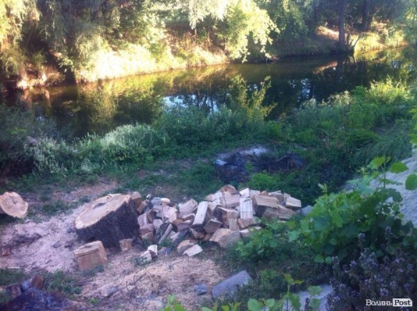 На березі спиляли частину дерев