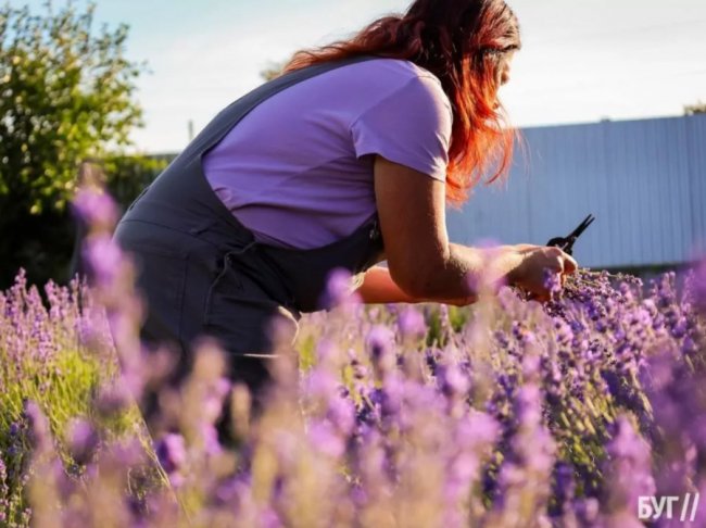 Волиняни створили лавандовий двір, щоб відволікатись від переживань за сина-воїна. ФОТО, ВІДЕО