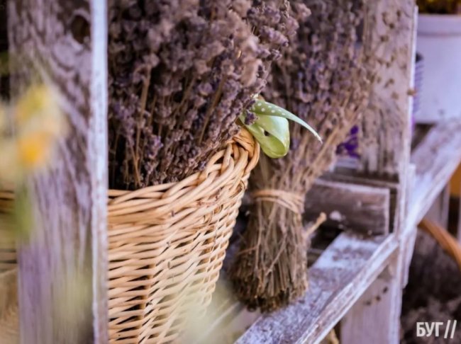 Волиняни створили лавандовий двір, щоб відволікатись від переживань за сина-воїна. ФОТО, ВІДЕО