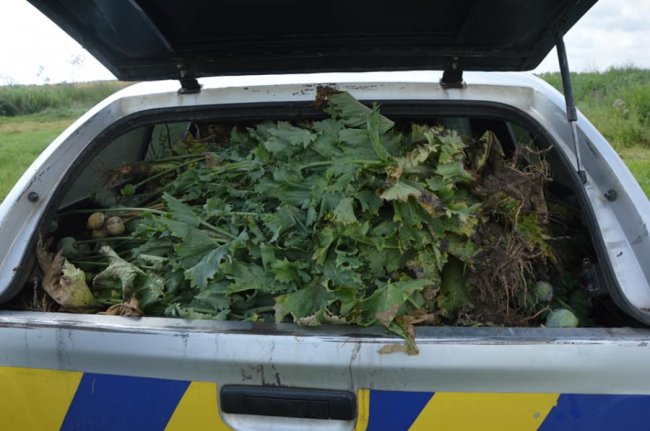 У Шацькому районі поліція виявила плантацію маку. ФОТО