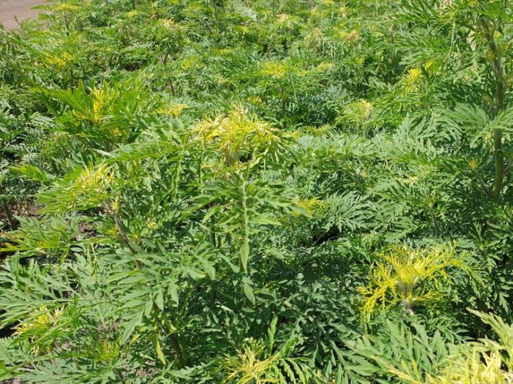 У Луцьку зареєстрували петицію, у якій просять регулярно знищувати амброзію