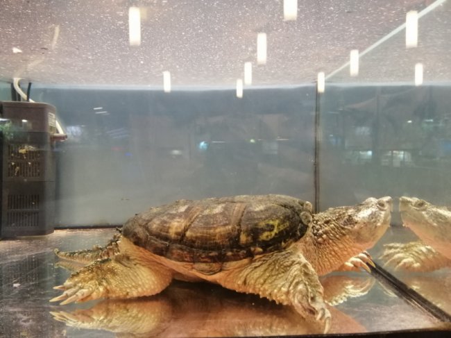 Поспішайте відвідати незвичайні виставки у ТРЦ «ПортCity»*