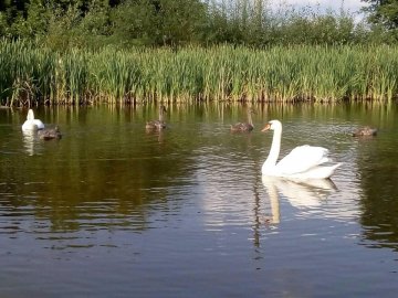 На волинський ставок повернулися лебеді. ФОТО