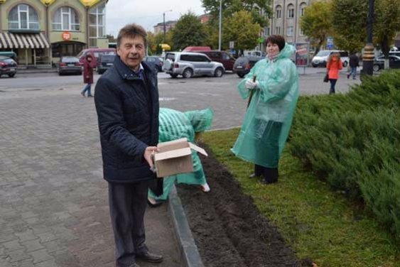 «Досить жити в сірості»: у центрі Ковеля висадили тюльпани