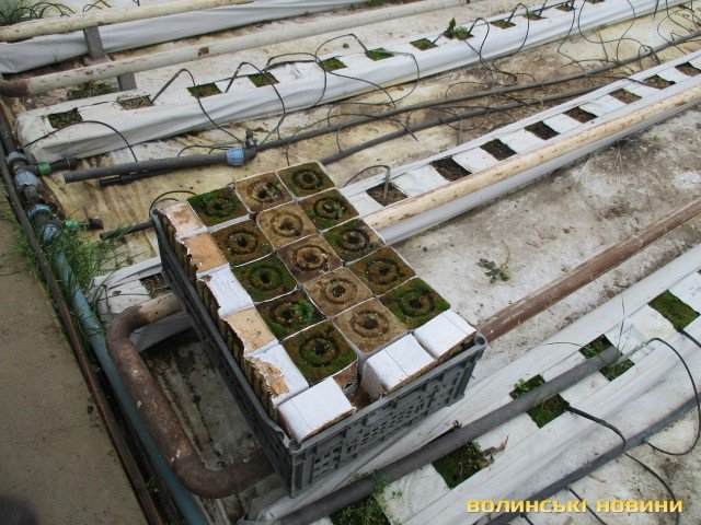 Родина  іноземців  заснувала на Волині успішний бізнес на овочах