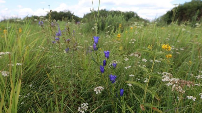 На Волині через зміну клімату одночасно зацвіли рідкісні рослини
