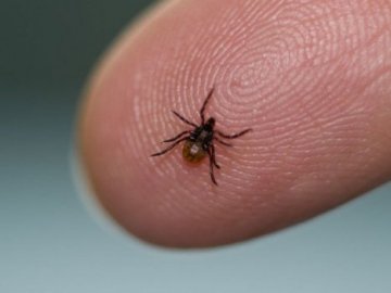 13 волинян захворіли небезпечними недугами від укусу кліща