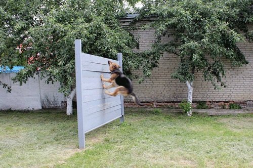 Школярів Луцька познайомили з чотирилапими «міліціонерами»