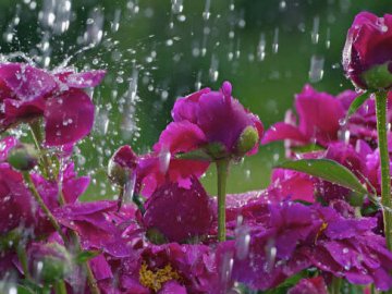 Погода в Луцьку та Волинській області на четвер, 25 червня