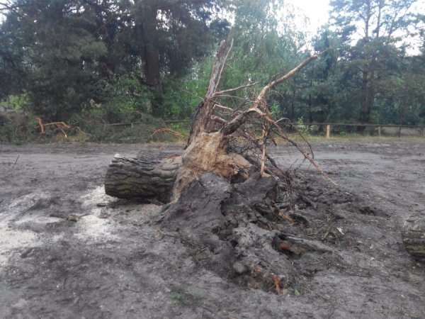 З'явилося відео наслідків буревію у Шацькому районі. ФОТО. ВІДЕО