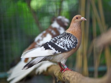 Волинські тероборонівці врятували біля Бахмута голубів, птахи переселилися до Луцького зоопарку. ФОТО