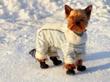 Луцька ветлікарка пояснила, чому взимку потрібно взувати домашніх улюбленців. ВІДЕО