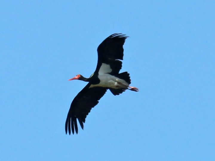 У волинському нацпарку «вполювали» червонокнижного лелеку. ФОТО