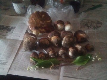 Волиняни діляться світлинами перших грибних трофеїв. ФОТО