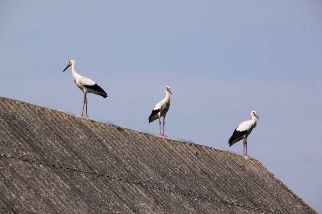 Молоді лелеки в об'єктиві волинського фотографа