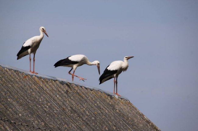 Молоді лелеки в об'єктиві волинського фотографа