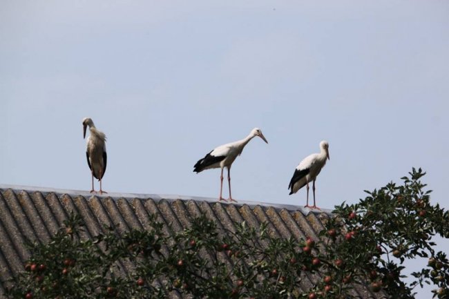 Молоді лелеки в об'єктиві волинського фотографа