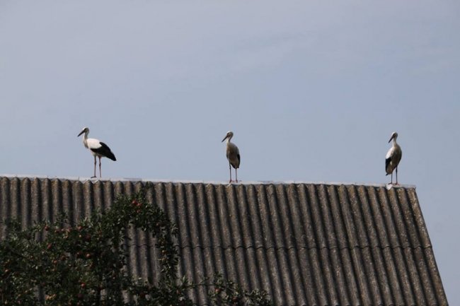 Молоді лелеки в об'єктиві волинського фотографа