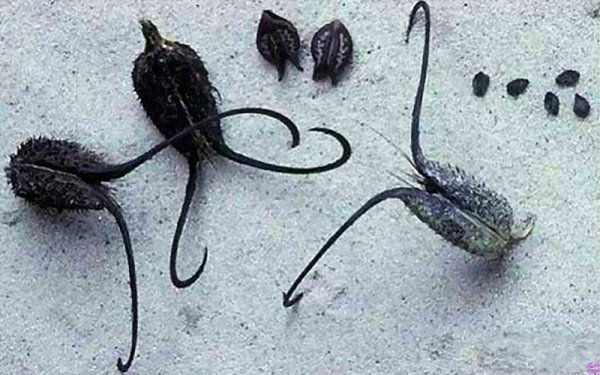 Диявольський кіготь