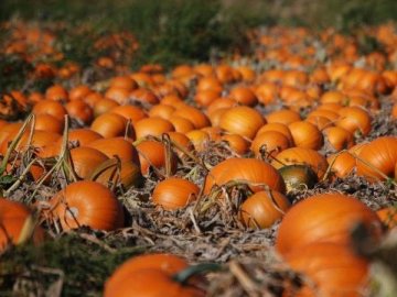 На Волині фермер вирощує 15 гектарів гарбузів