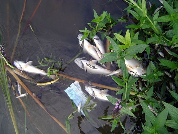 У Нововолинську зʼясовують, чому в озері загинула риба. ФОТО