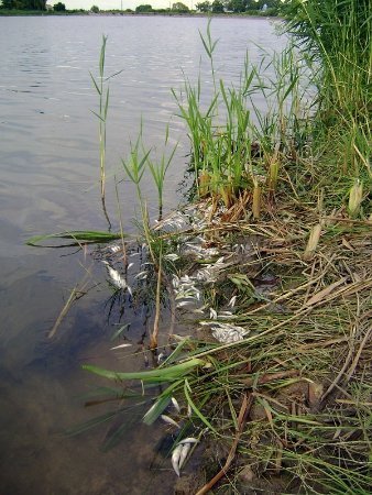 У Нововолинську зʼясовують, чому в озері загинула риба. ФОТО