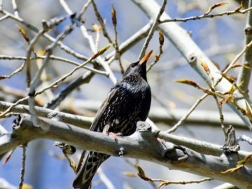 Погода в Луцьку та Волинській області на середу, 15 березня