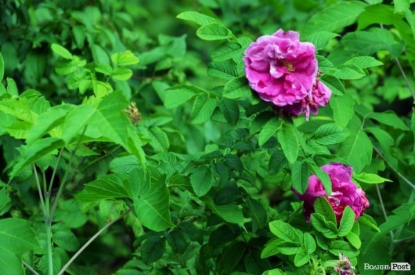 Фотопогляд: вулиця Шопена 