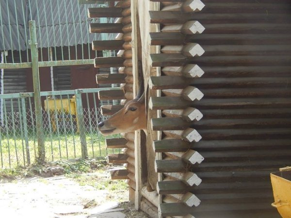 У зоопарку Луцька ведмедів рятують від спеки фруктовими коктейлями. ФОТО 