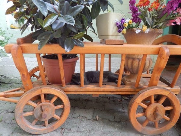 У зоопарку Луцька ведмедів рятують від спеки фруктовими коктейлями. ФОТО 