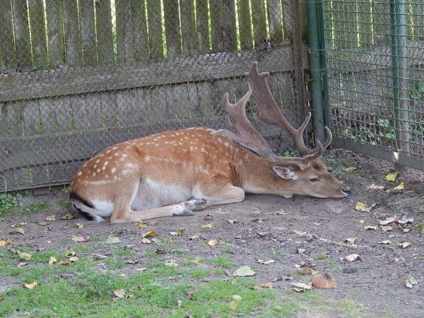 У зоопарку Луцька ведмедів рятують від спеки фруктовими коктейлями. ФОТО 