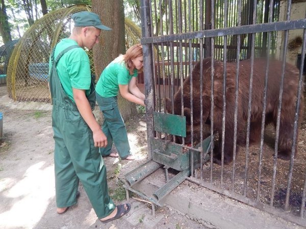 У зоопарку Луцька ведмедів рятують від спеки фруктовими коктейлями. ФОТО 