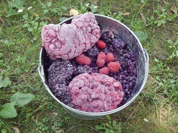 У зоопарку Луцька ведмедів рятують від спеки фруктовими коктейлями. ФОТО 