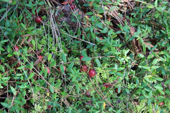 На Волині достигла одна з найкорисніших ягід